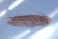 Cephimallota crassiflavella