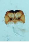 Cephimallota crassiflavella