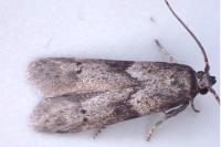 Blastobasis glandulella