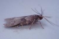 Blastobasis glandulella