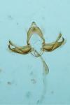 Blastobasis glandulella
