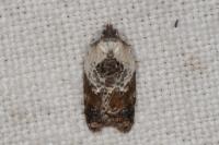 Acleris variegana