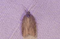 Acleris