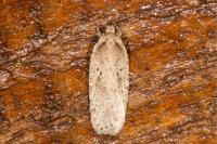 Agonopterix