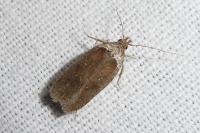 Agonopterix cnicella