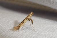 Caloptilia honoratella