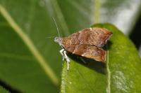 Choreutis nemorana