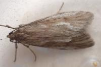 Diurnea lipsiella