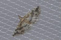 Pterotopteryx dodecadactyla