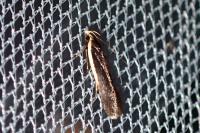 Nothris lemniscellus