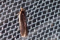Nothris lemniscellus