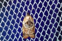 Acleris variegana