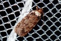 Depressaria
