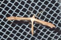 Stenoptilia