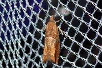 Epinotia tenerana