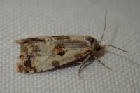 Neocochylis hybridella