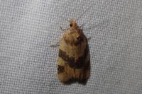 Epagoge grotiana