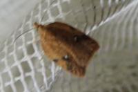 Acleris ferrugana/notana