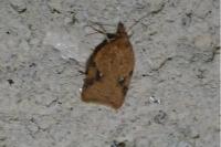 Acleris ferrugana/notana