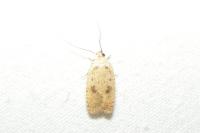 Agonopterix arenella