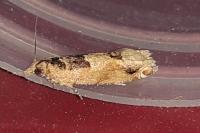 Crocidosema plebejana