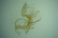 Aproaerema anthyllidella