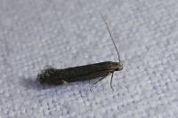 Aproaerema anthyllidella