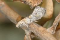 Chrysoesthia atriplicella