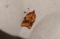 Acleris rhombana