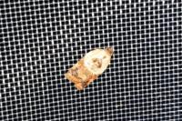Acleris variegana