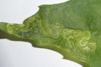 Chrysoesthia drurella