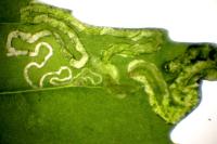 Chrysoesthia drurella
