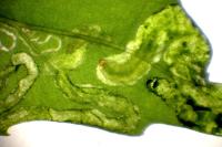 Chrysoesthia drurella