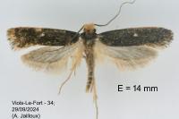 Monopis nigricantella
