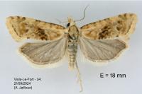 Cochylimorpha straminea