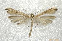 Emmelina monodactyla
