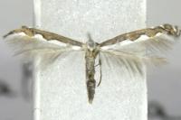Dialectica scalariella