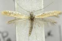 Aspilapteryx tringipennella
