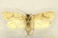 Agonopterix assimilella
