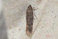 Teleiopsis diffinis