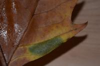 Phyllonorycter platani