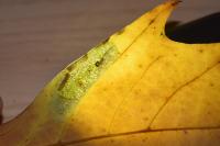 Phyllonorycter platani