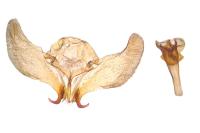 Neocochylis millierana