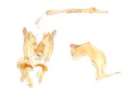 Nemapogon nevadellus