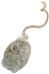 Blastobasis phycidella