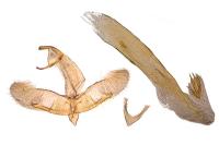 Oegoconia uralskella uralskella