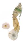 Apatema impunctella