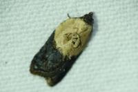 Acleris variegana