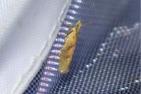 Ypsolopha sylvella