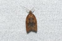 Acleris rhombana